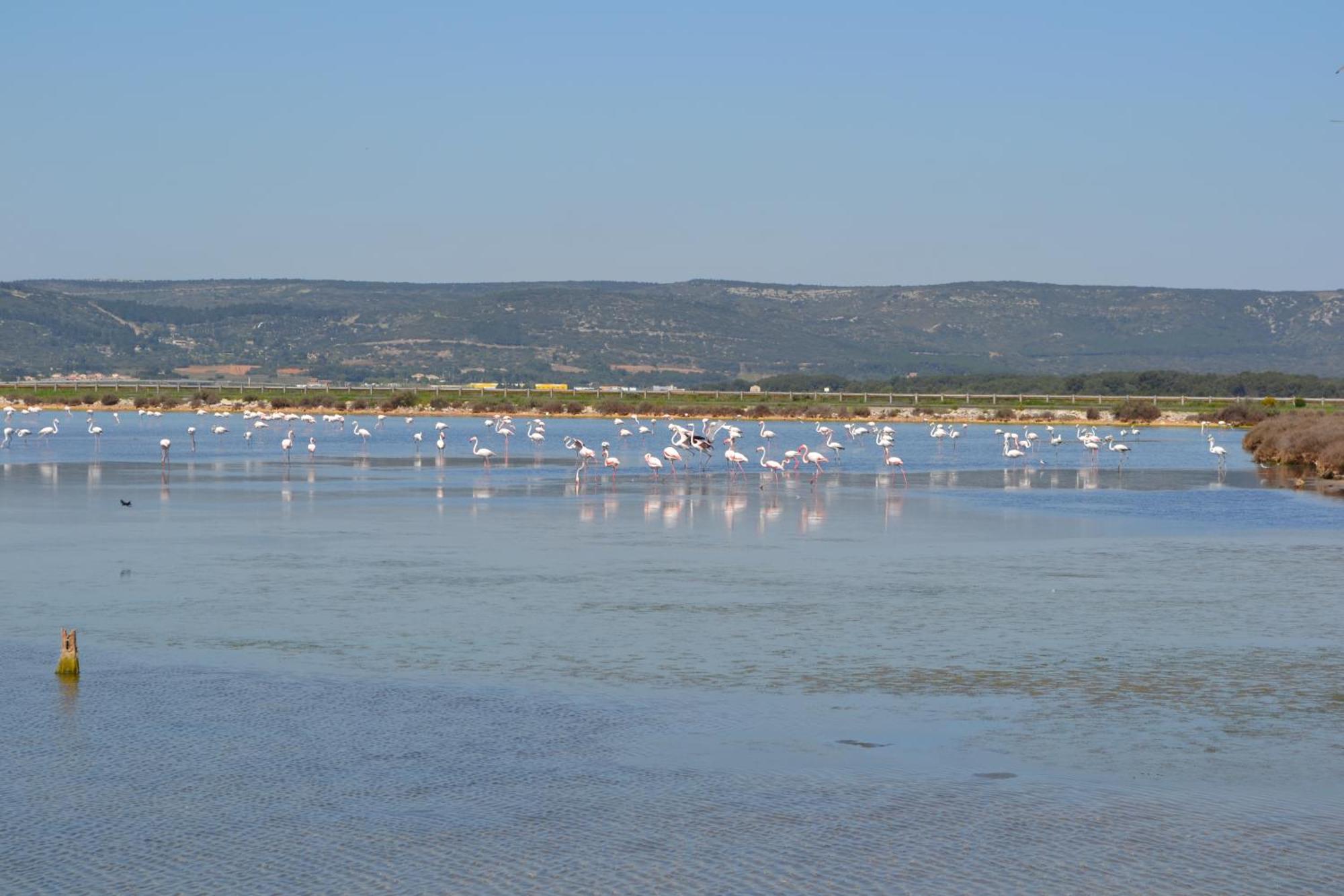 L'Aigrette Bleue Lägenhet Frontignan Exteriör bild